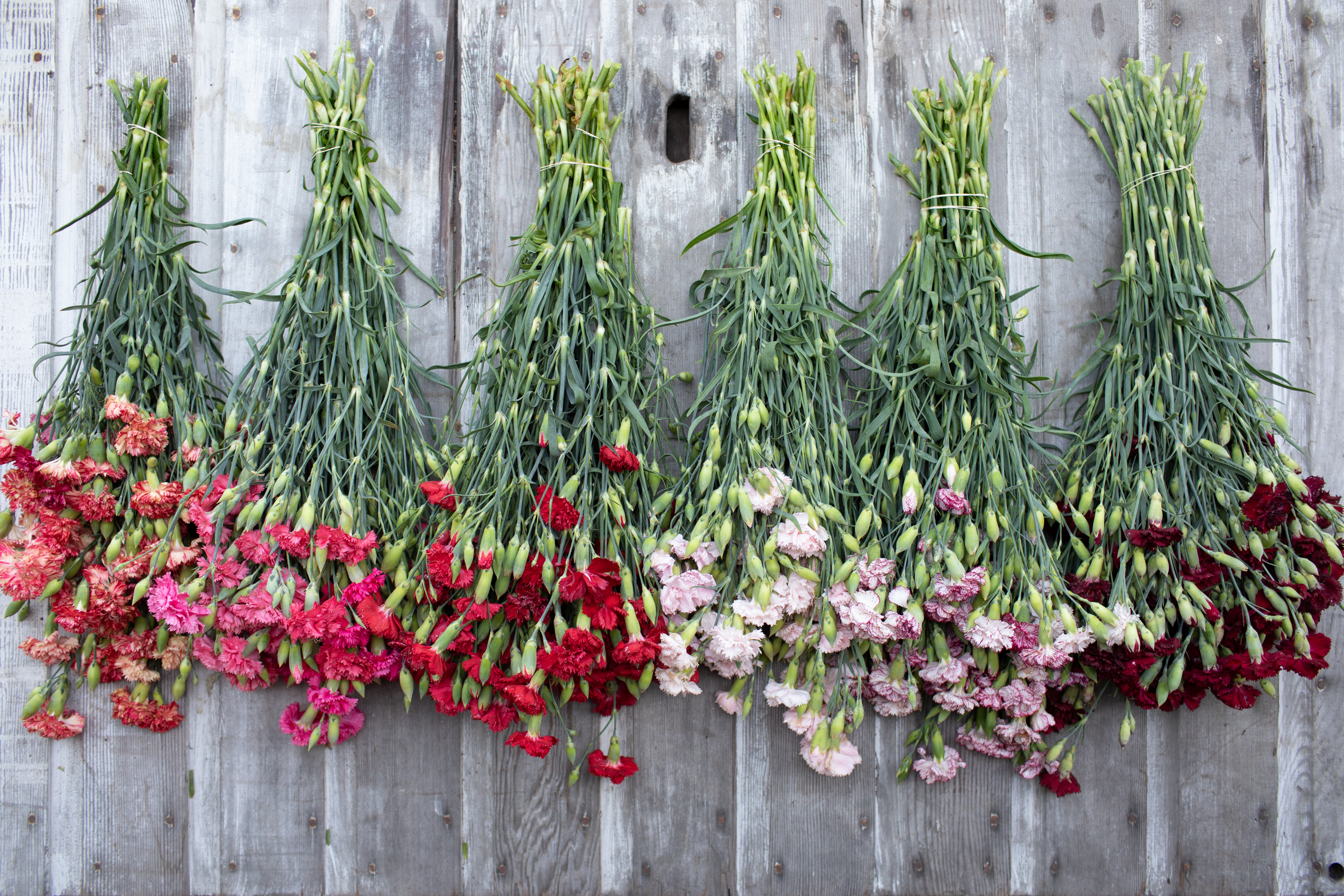 tied bouquets of carnations in shades of red and pink