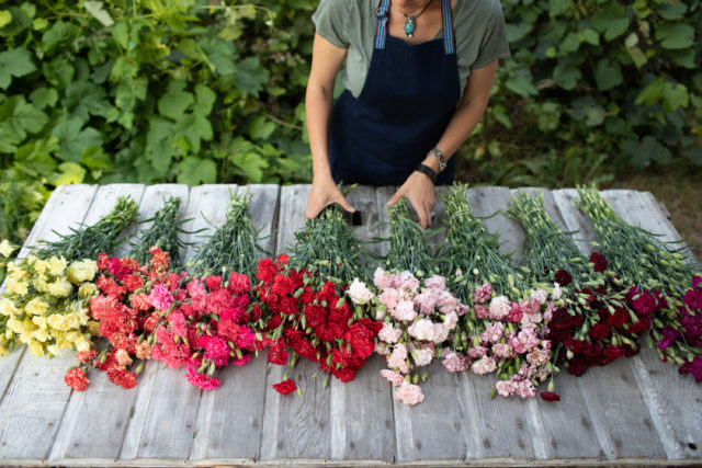 Carnation trial at Floret