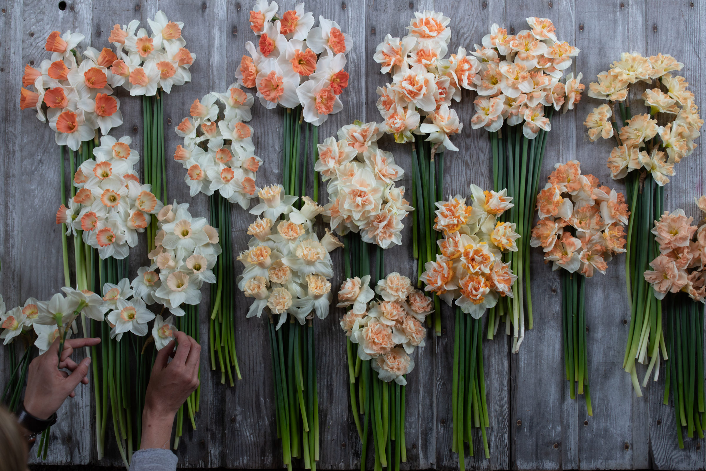 Bunches of daffodils