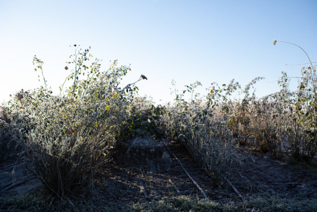 Field during winter at Floret 