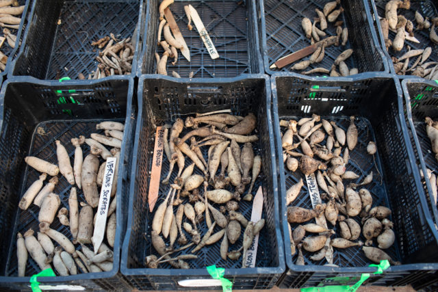 dividing dahlia tubers