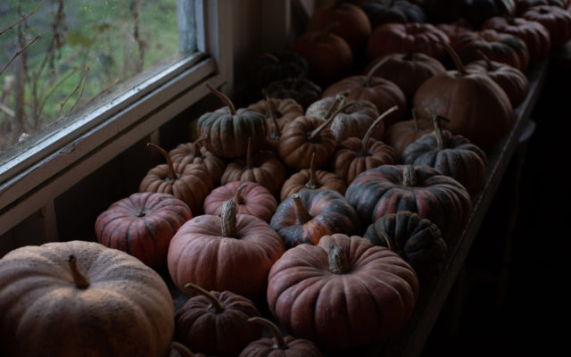 autumn squash