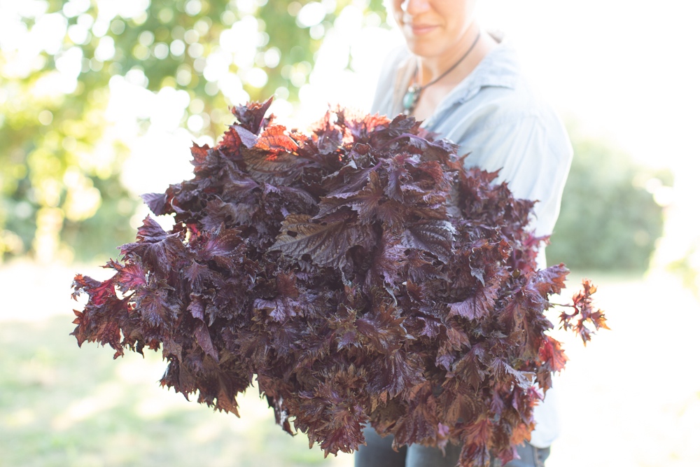 Shiso purple frills