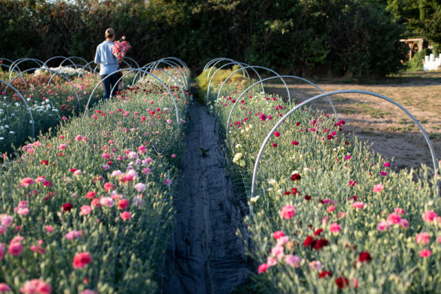 Carnation trial garden at Floret