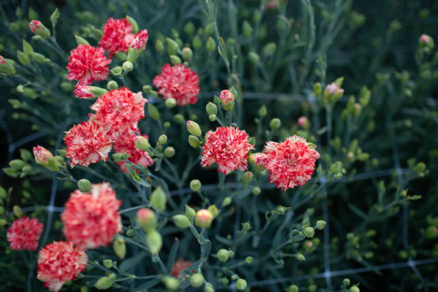 Farm trial of carnations at Floret