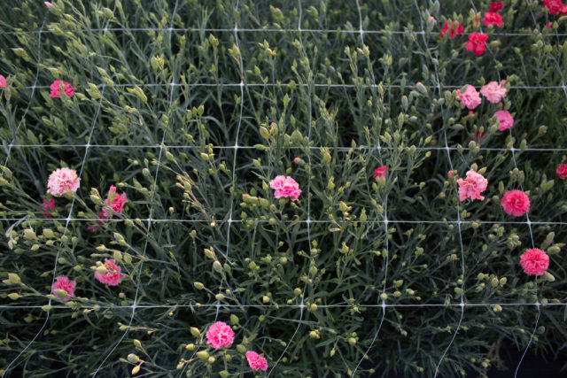 Farm trial of carnations at Floret