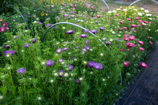 China aster seed trial at Floret