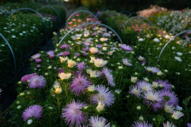 China aster trial at Floret