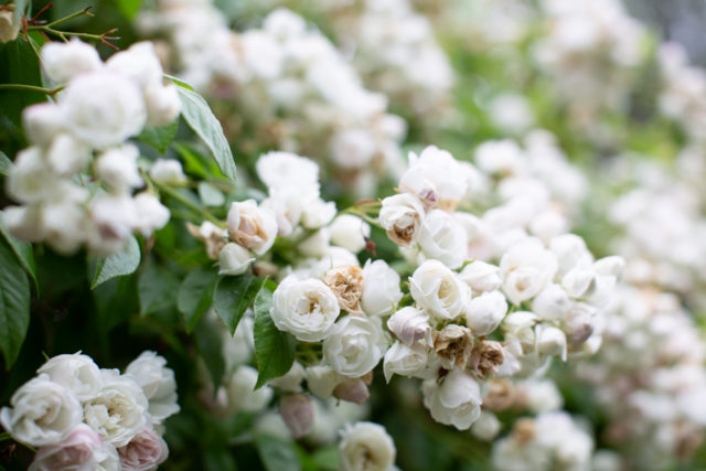 Closeup of roses growing wild