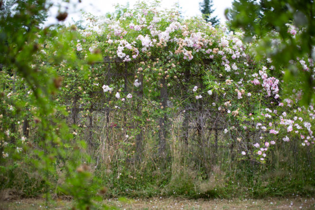 Roses climbing over arbors and fences