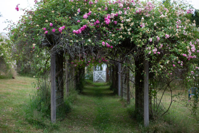 Arbors overgrown with roses