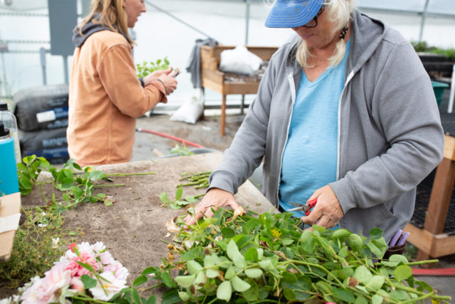 Team Floret works on propagating rose cuttings