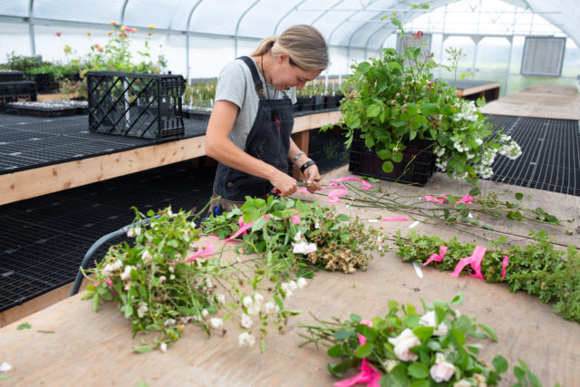 Erin Benzakein works on propagating rose cuttings