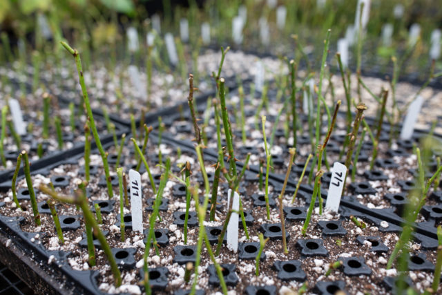 Trays of planted rose cuttings