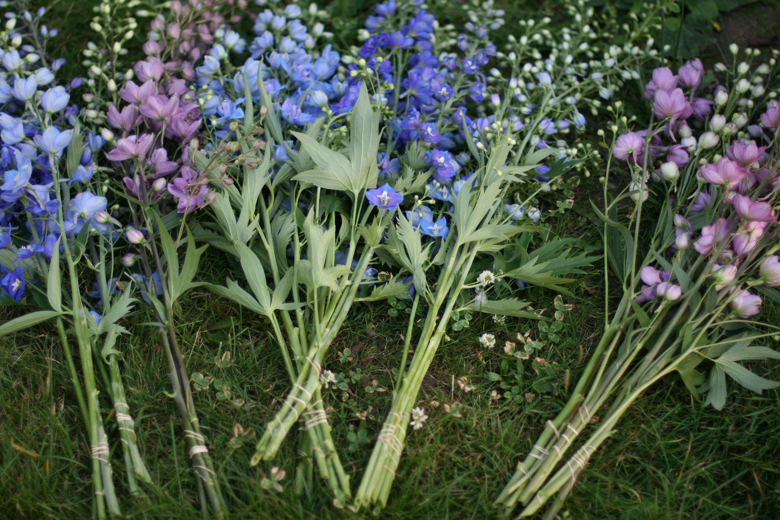 Bunches of flowers in the grass