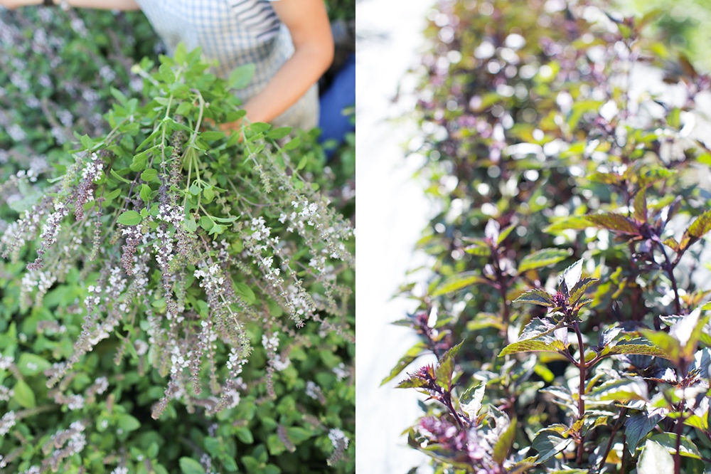 Basil for use in flower arranging