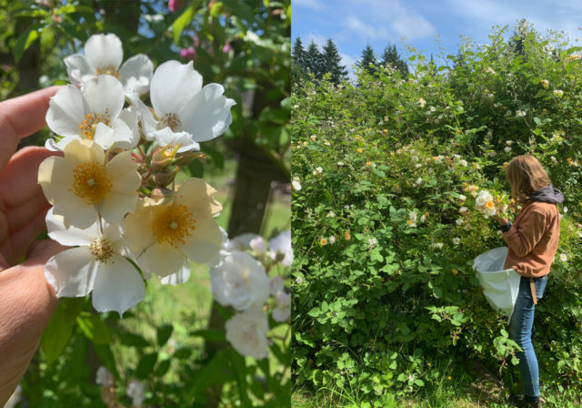 Roses at Floret Farm