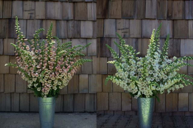 Foxglove in French buckets