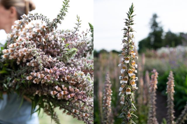 Foxglove 'Cafe Cream'