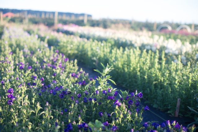 Canterbury Bells in field