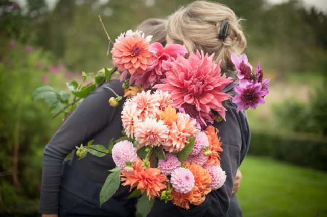 Land Gardeners dahlias