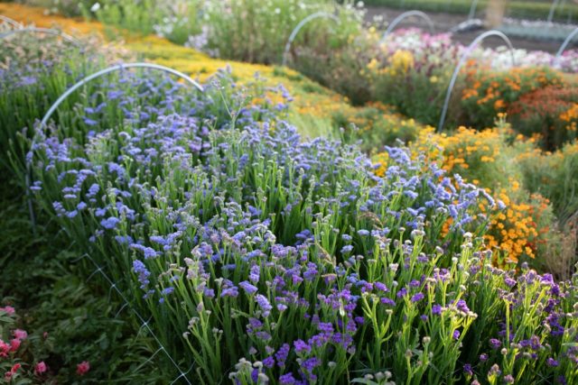 Statice growing in field