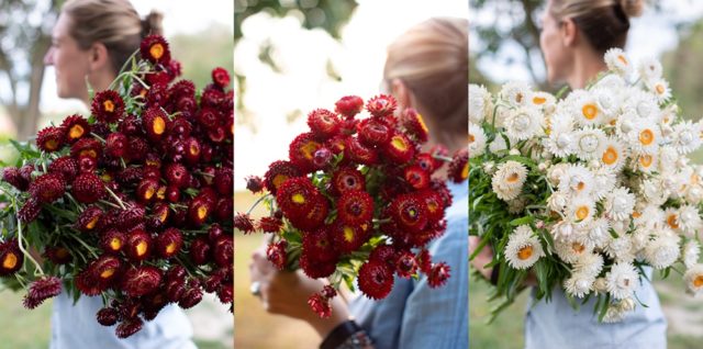 Red and white strawflowers