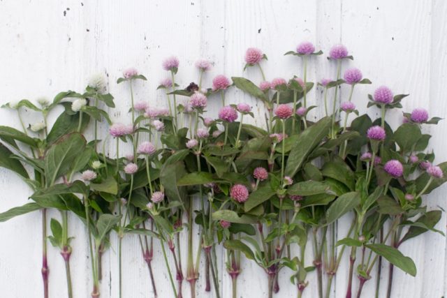 Pastel mix globe amaranth