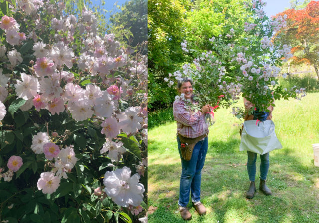 Spliced photo of team floret and light pink roses