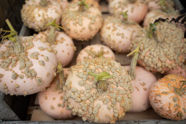 Peach-colored specialty pumpkins