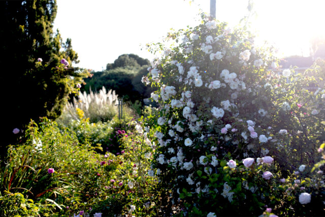 A large, white old rose plant filled with blooms