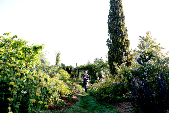 Erin Benzakein walking through Gregg Lowery's rose-filled property