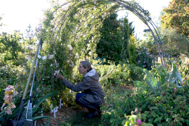 Erin Benzakein bending down to look at rose blooms at Gregg Lowery's property