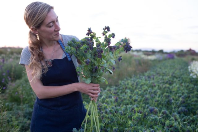 Handful of honeywort