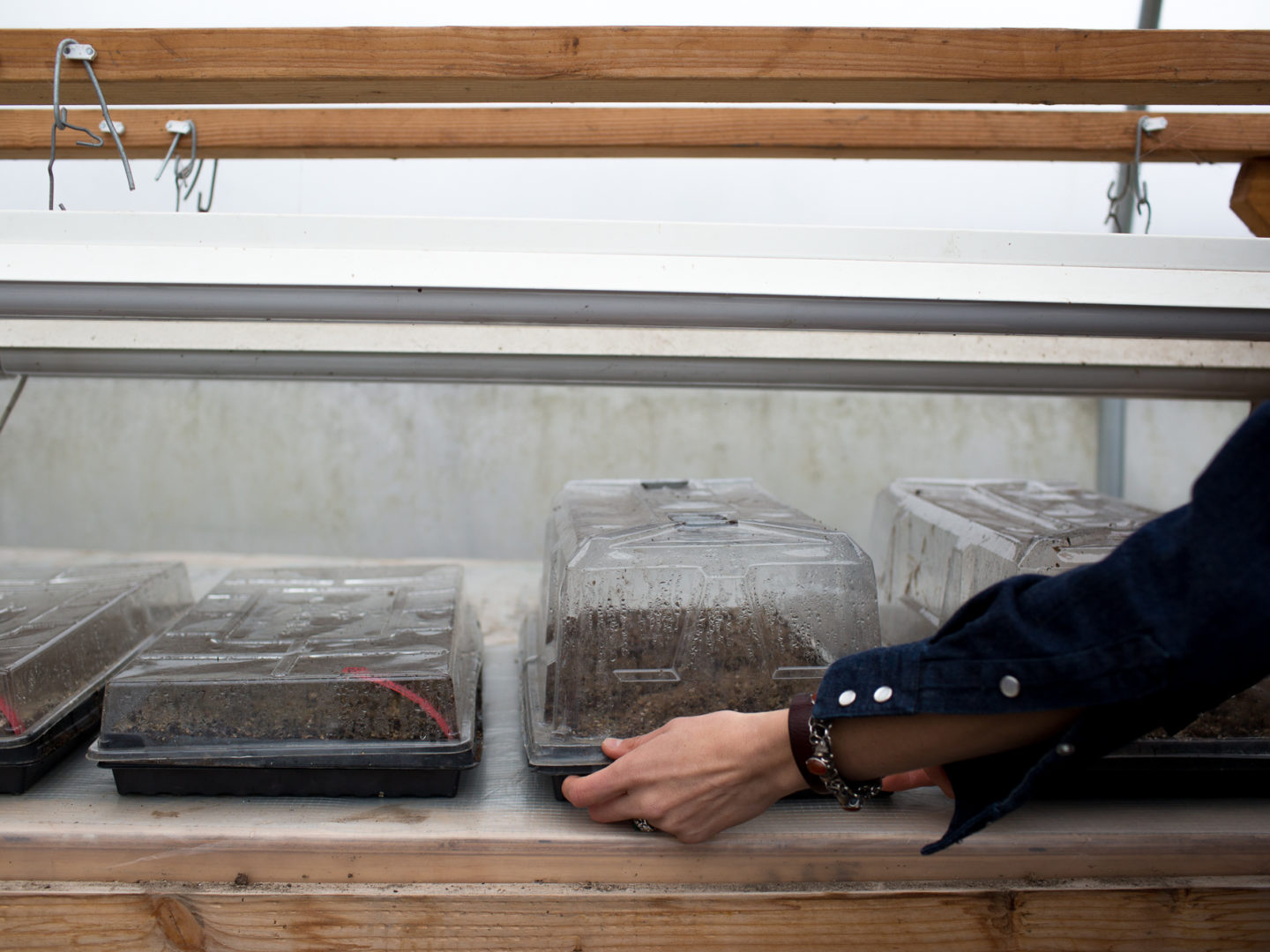 Placing covered seedling trays under a grow light