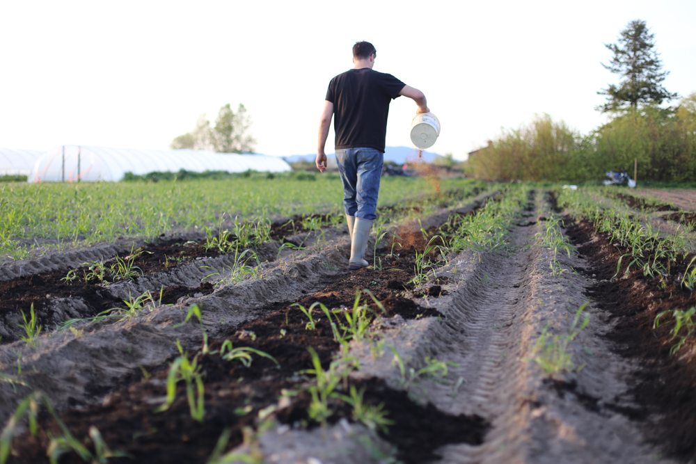 Floret bed preparation adding organic fertilizer