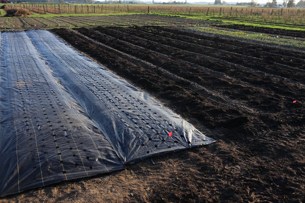 Floret bed preparation adding landscape fabric