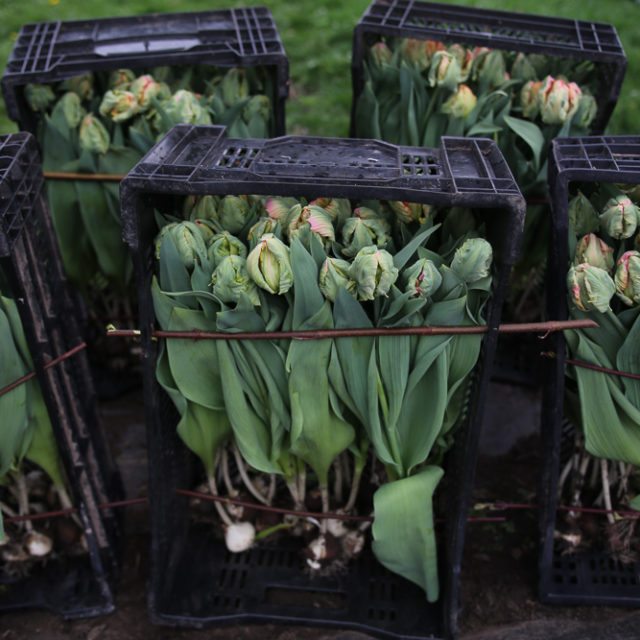 Crates of harvested tulips