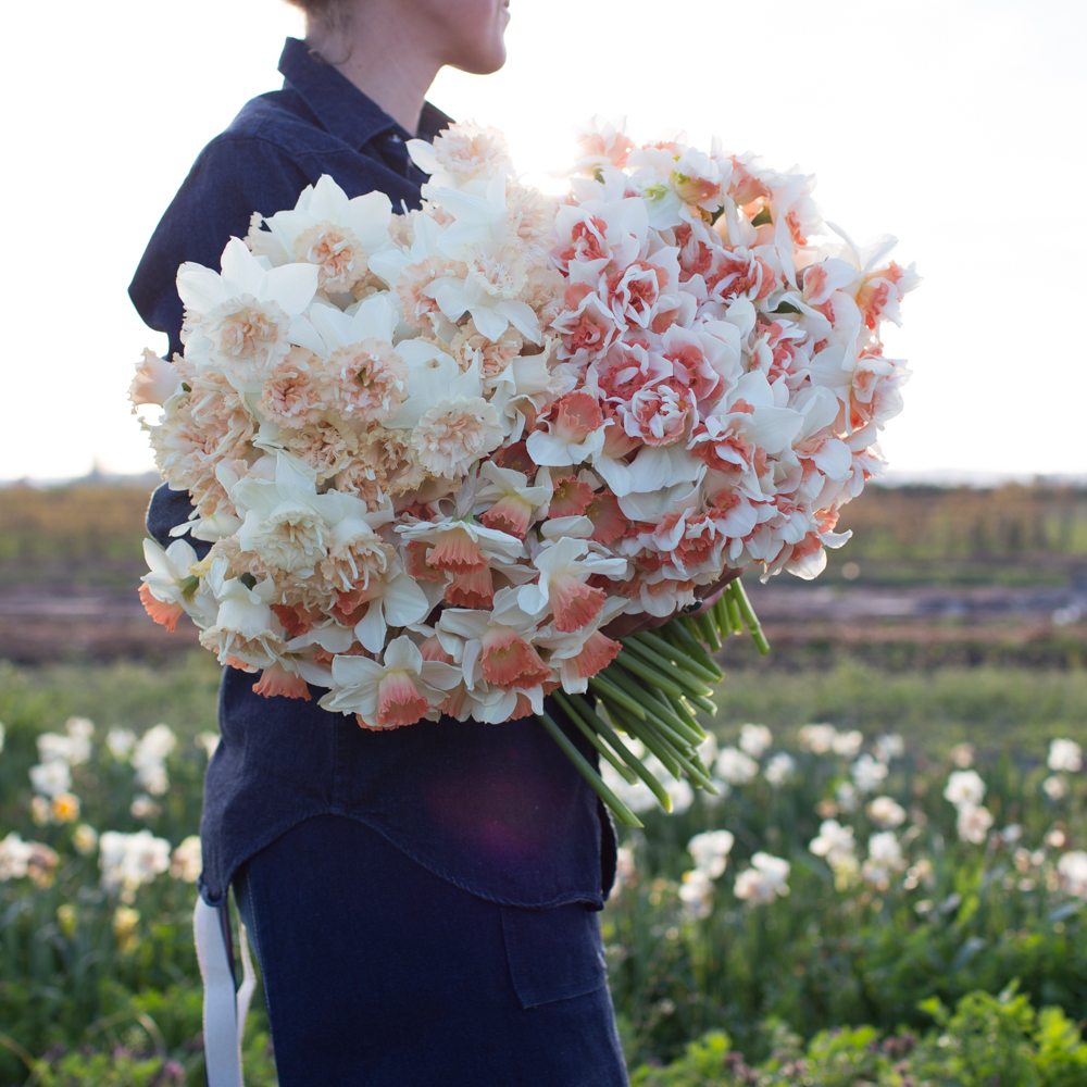 An armload of fancy daffodils