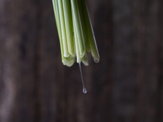 Daffodil stems dripping sap