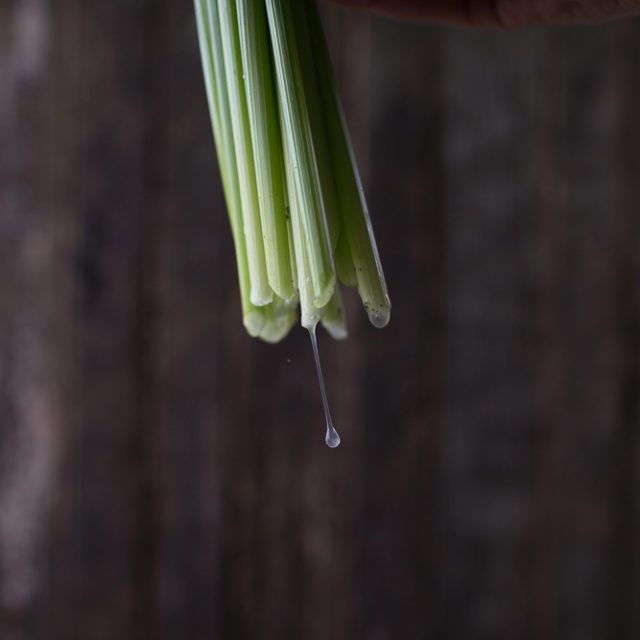 Daffodil stems dripping sap