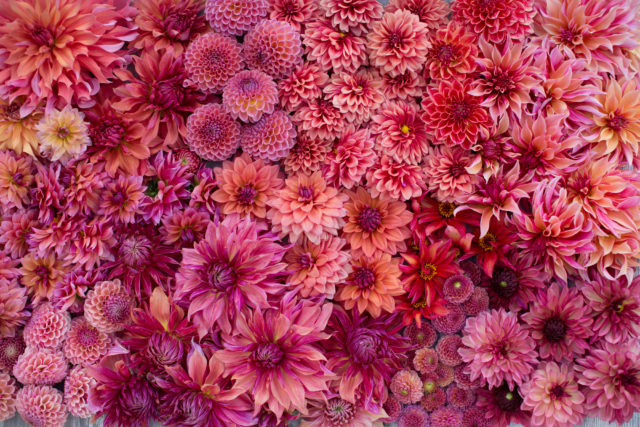 floret_dahlia-rainbow_670b9087