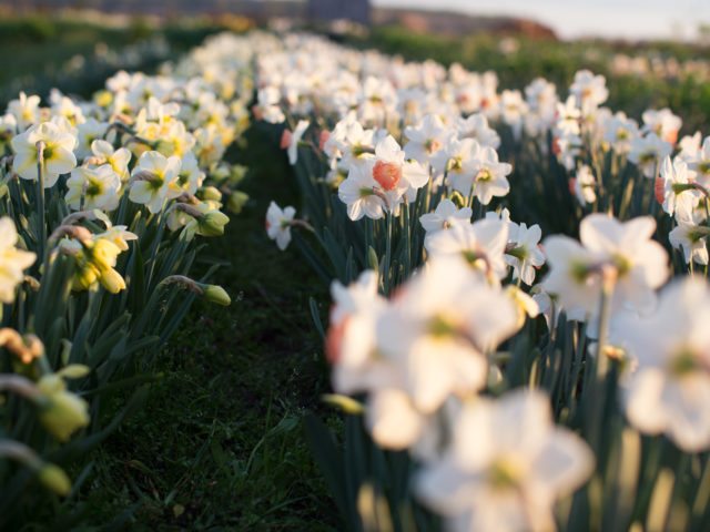 Daffodils growing in a field