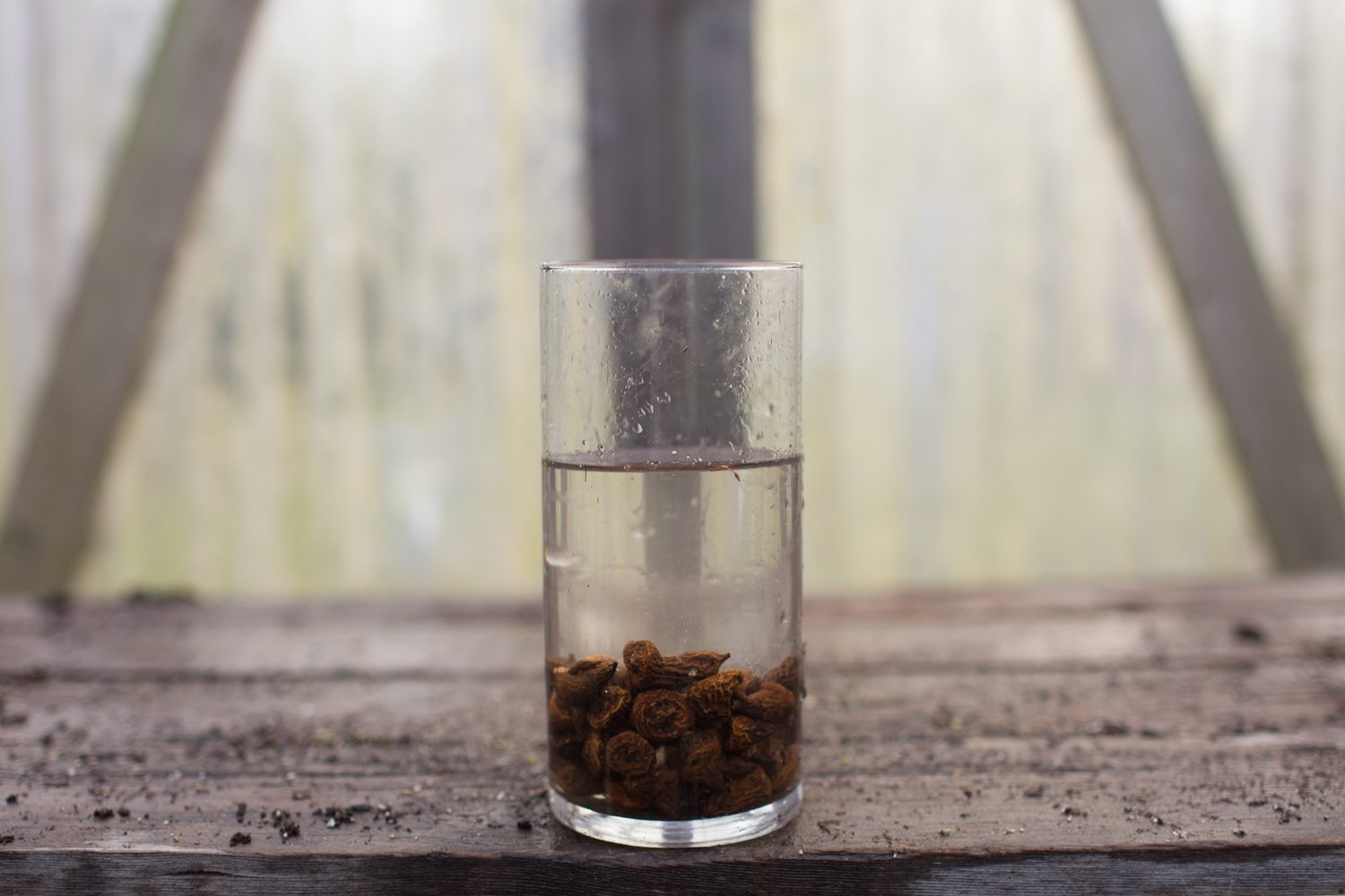 Anemone corms in a vase of water