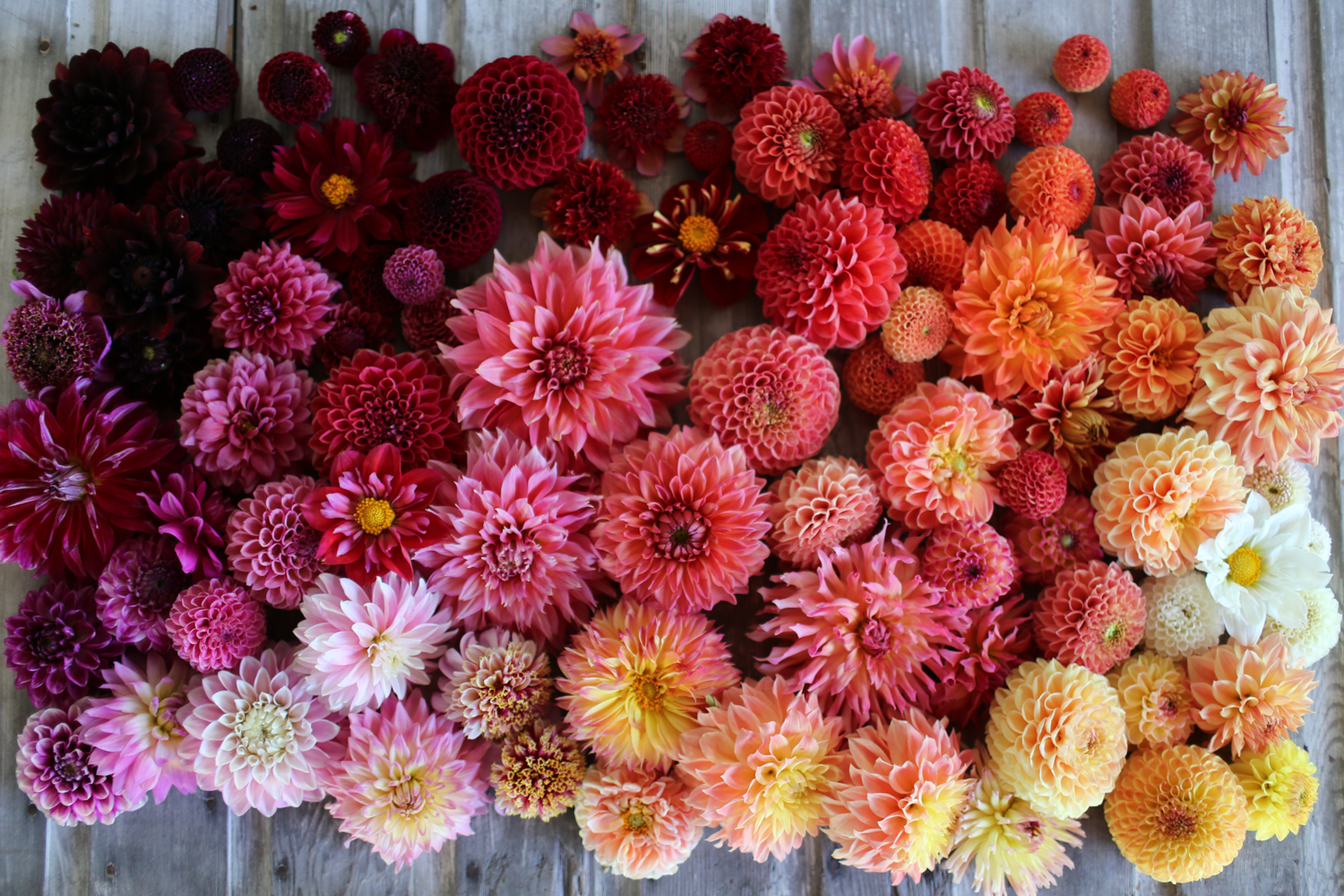 dahlia flower heads in shades of red, pink, orange, and yellow