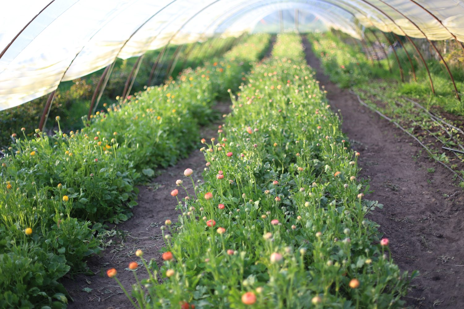 Ranunculus growing in a greenhouse