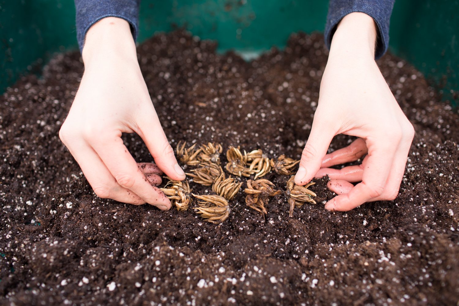 Ranunculus corms in potting soil