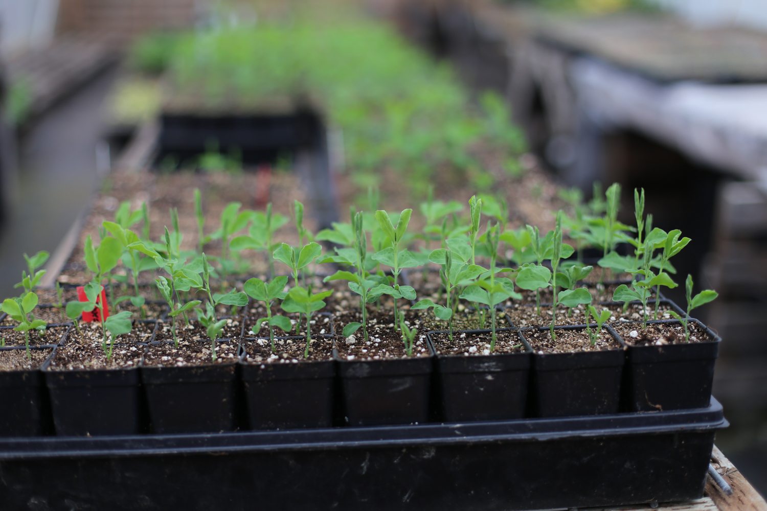 Sweet pea seedlings