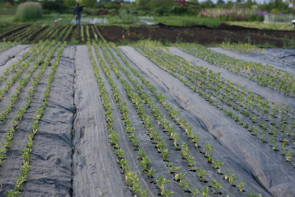 field of seedlings growing in landscape fabric