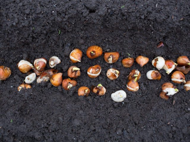 Tulip bulbs being planted in soil